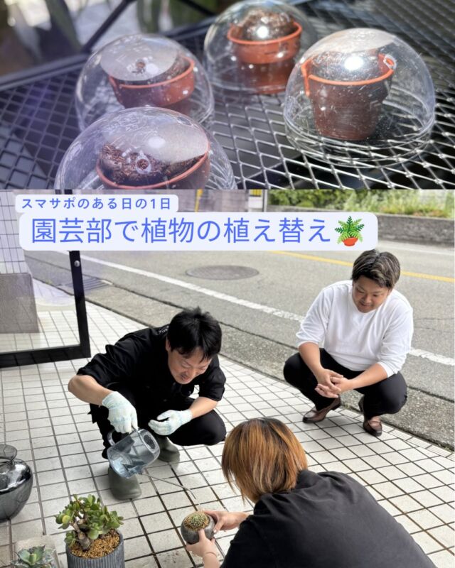 🌵👩🏽‍🌾🧑🏼‍🌾👨🏽‍🌾🪴
⁡
⁡
⁡
最近観葉植物にハマってるスマサポ一同。
⁡
今日は社長がアガベの鉢をもうちょっと大きいのにしたい！との事で
⁡
みんなで他の植物も植え替え作業🌵🤍
⁡
たまにはみんなでこんな日もありですよね✨
⁡
⁡
ーーーーーーーーーーーーーーーーーーーーーーー
⁡
#明石市 #園芸部　#塊根植物　#パキポディウム　#スマサポ